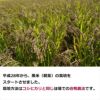 太ももの会　黒米（朝紫） 200g