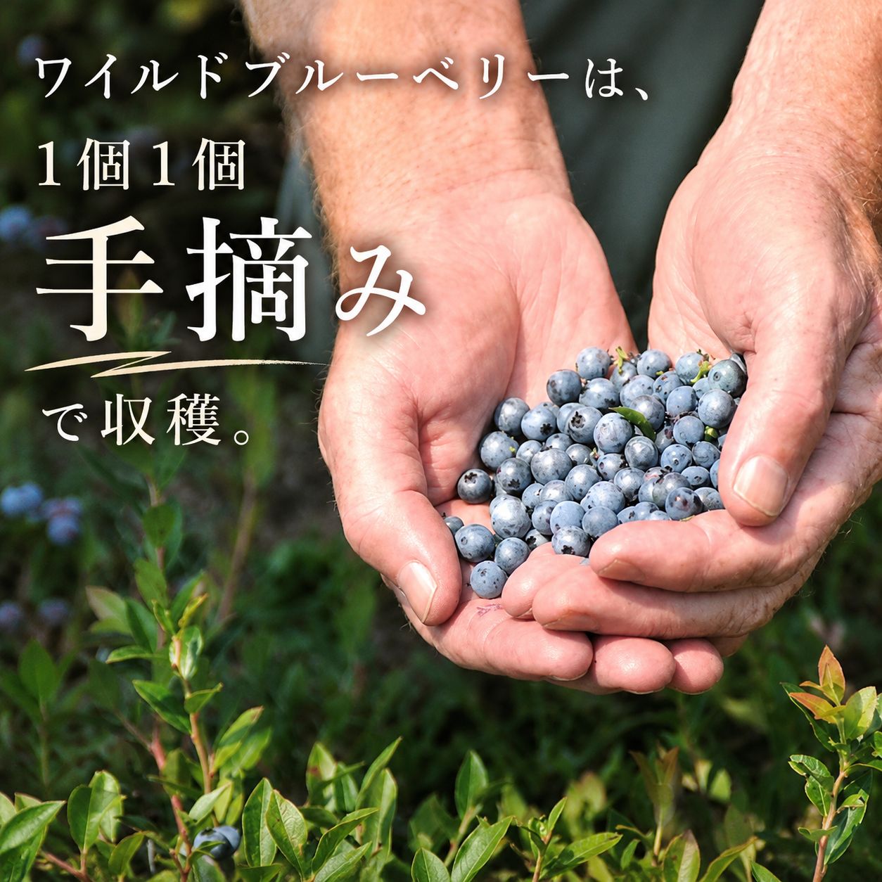 オーガニックワイルドブルーベリー