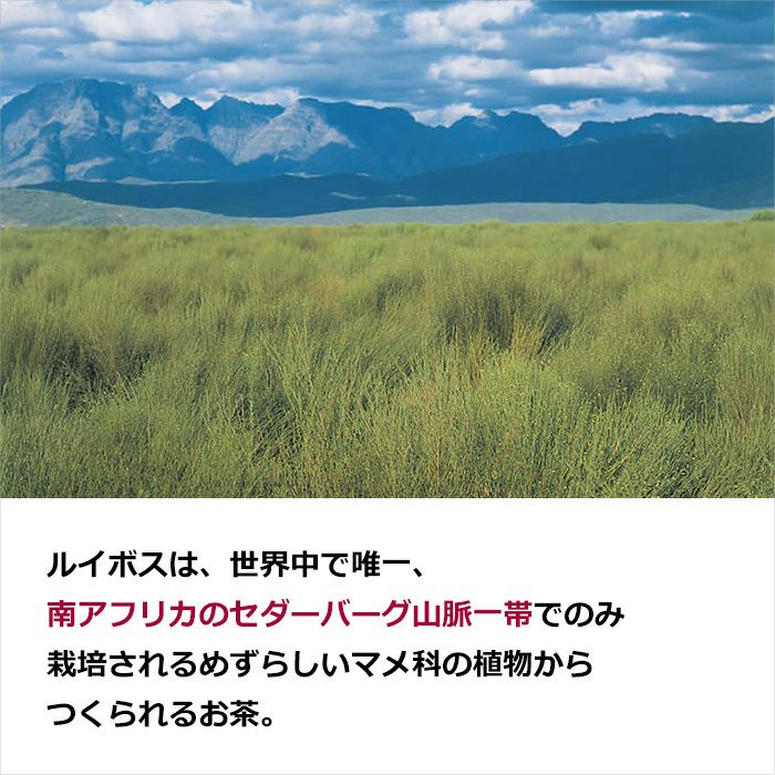  Gassco オーガニックルイボスティー 発酵タイプ