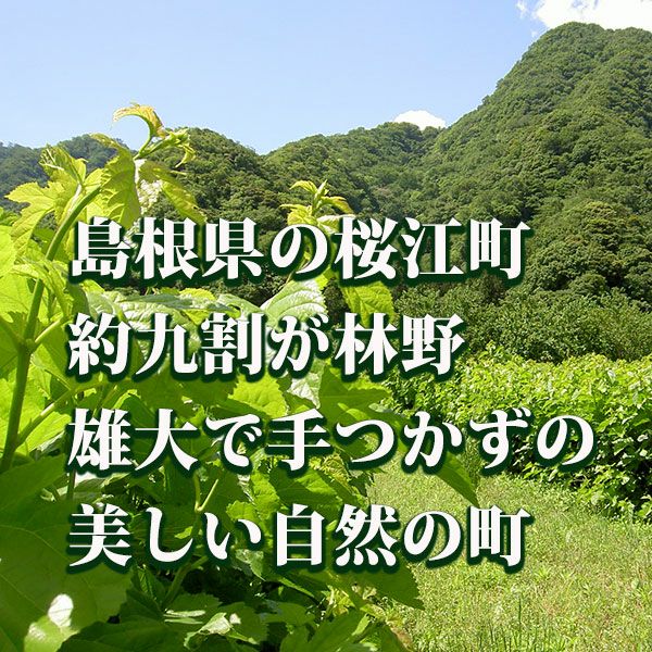 島根県桜江町 有機桑パウダー