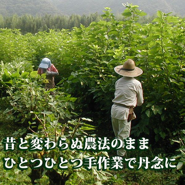 島根県桜江町 有機桑パウダー