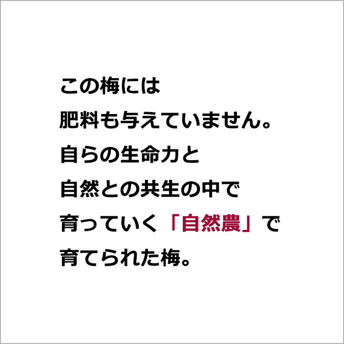 この梅には肥料も与えていません。 自らの生命力と自然との共生の中で育っていく「自然農」で育てられた梅。