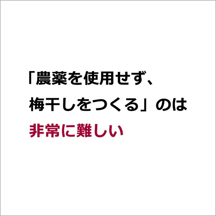 「農薬を使用せず、梅干しをつくる」のは非常に難しい