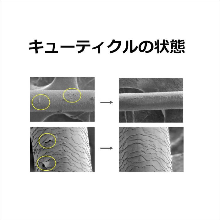 キューティクルの状態