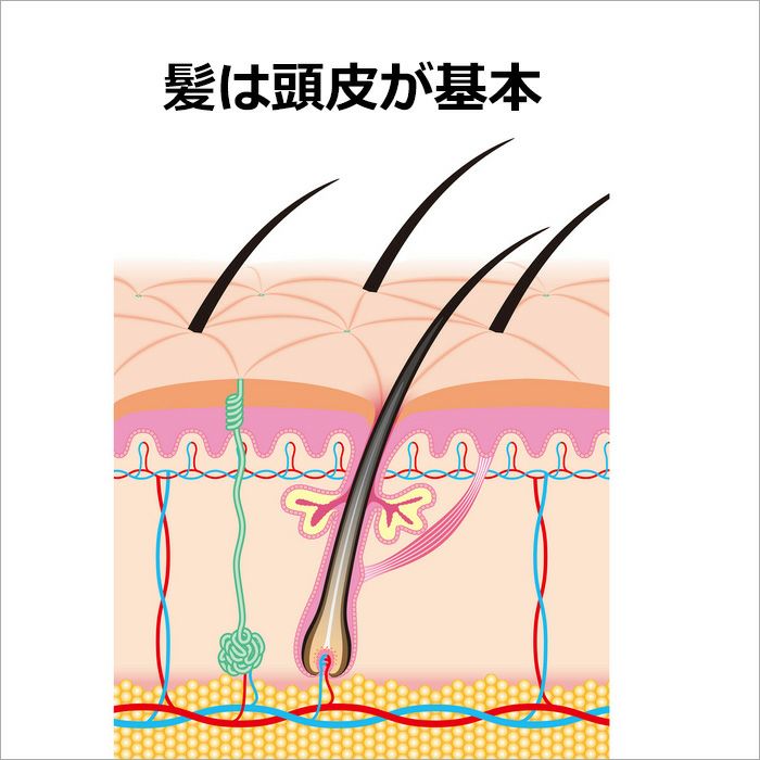 髪は頭皮が基本