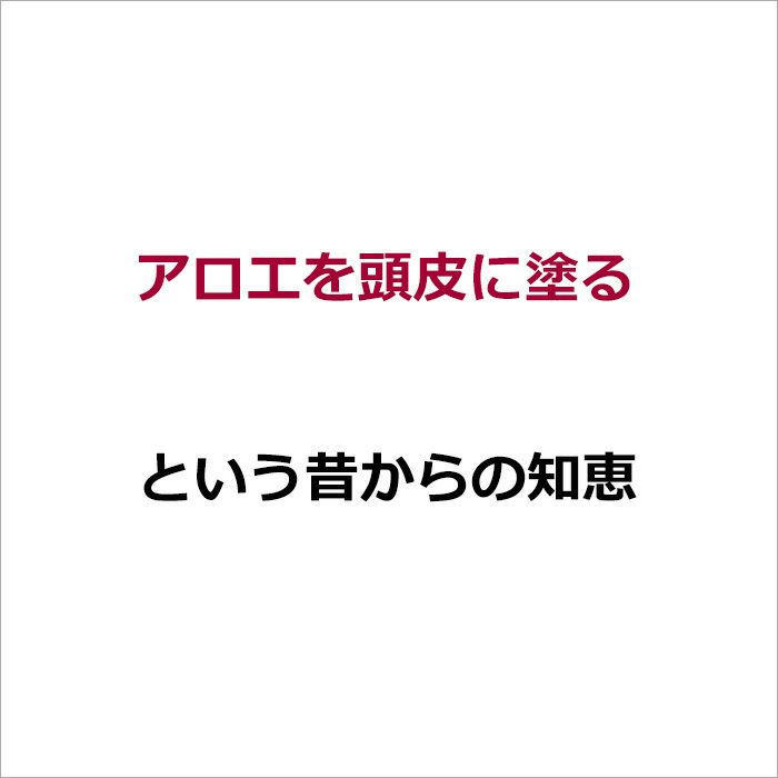 アロエを頭皮に塗るという昔からの知恵