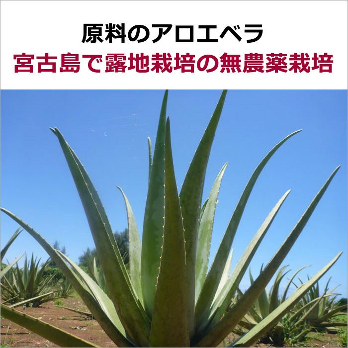 原料のアロエベラ  宮古島で露地栽培の無農薬栽培