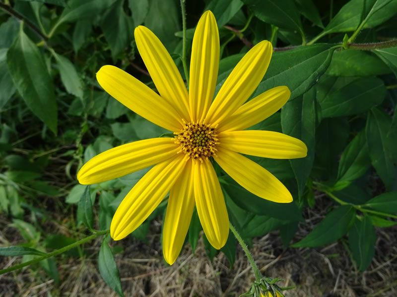 長井菊芋研究所　きくいも粉末