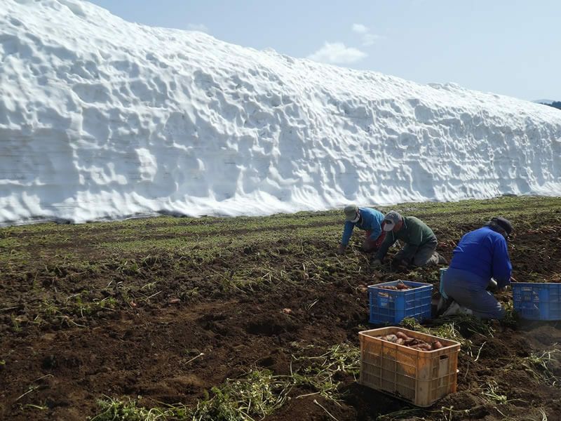 津南高原の雪下にんじんジュース