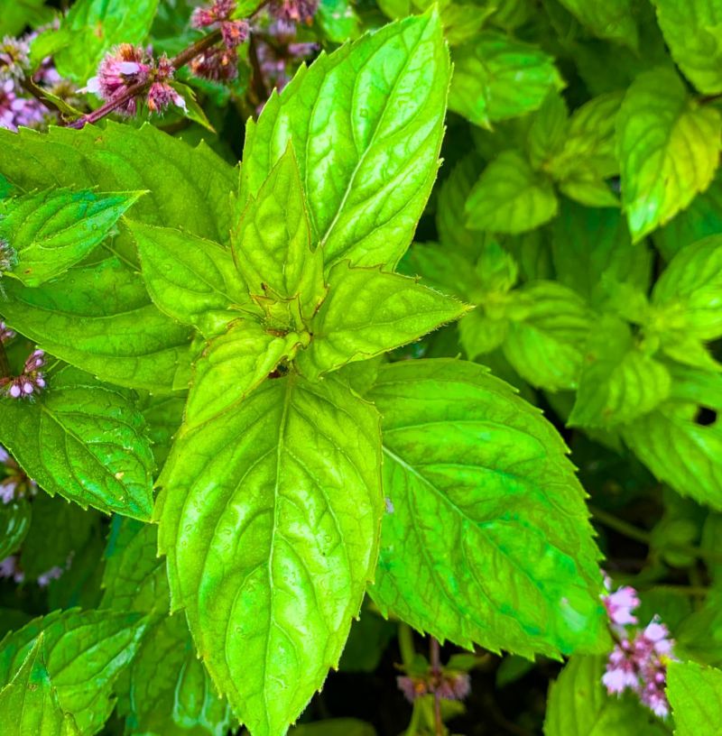 北海道滝上町ハッカ油 ハッカ油スプレー