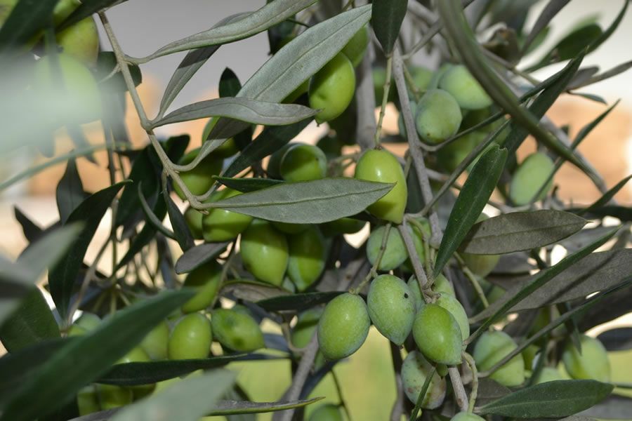 有機エキストラ・バージンオリーブオイル エレオジー社シェフズテーブル （ギリシア）